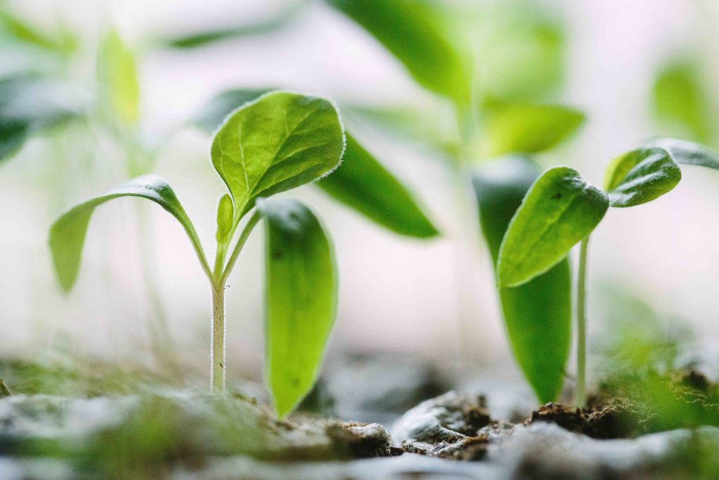 A list of true-north dispositions: be patient like plants growing