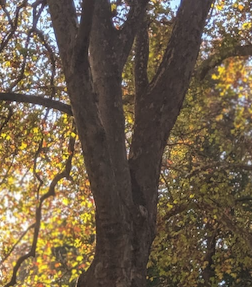 autumn leaves dappled light