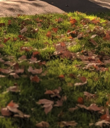 dappled light and autumn leaves